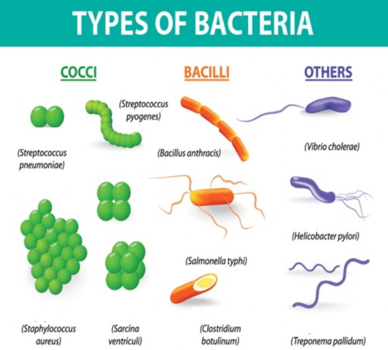 Examples Of Microorganisms Diseases - WHO